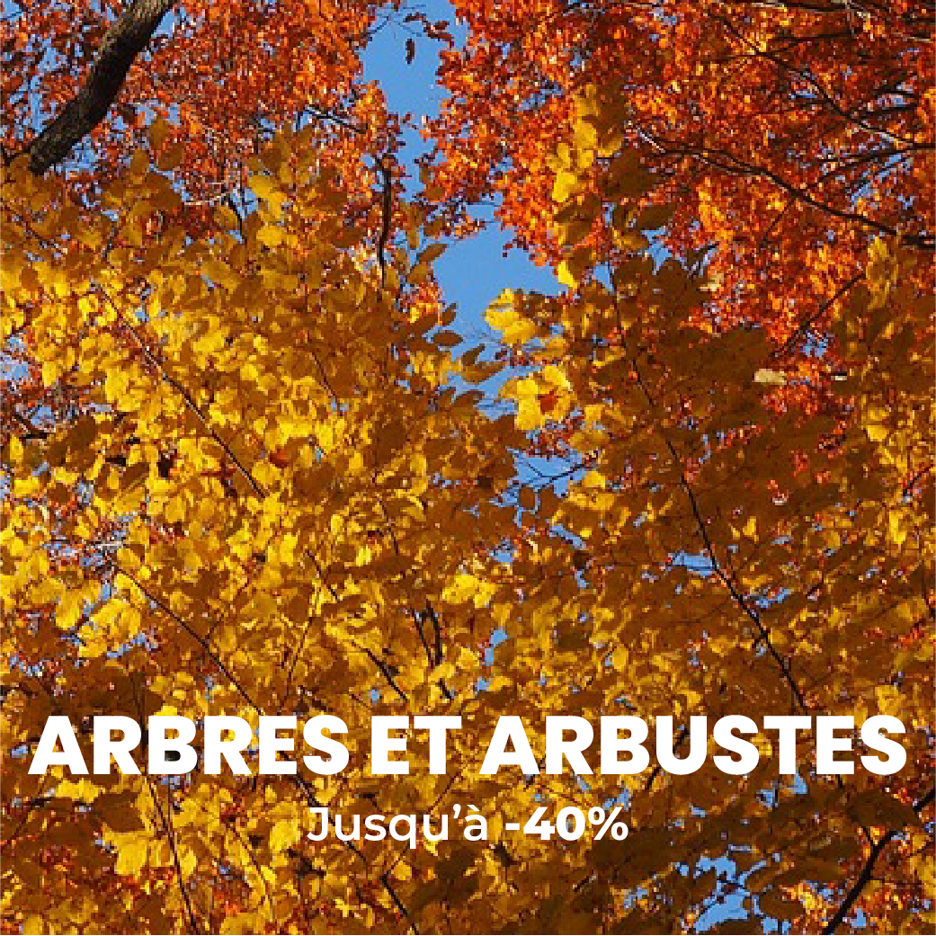 Pépinière en ligne : arbres fruitiers